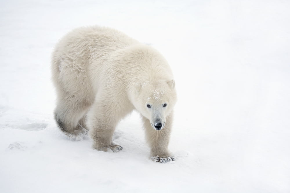 A Lone Polar Bear (Ursus Maritimus) Walks Up And Stares Into The Camera With A Curious Look Churchill Manitoba Canada Canvas Art - Richard Wear Design Pics (40 x 26)