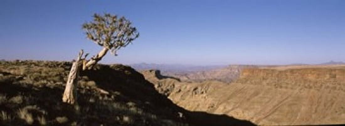 Lone Quiver tree (Aloe dichotoma) in a desert Ai-Ais Hot Springs Fish River Canyon Namibia Canvas Art - Panoramic Images (18 x 7)
