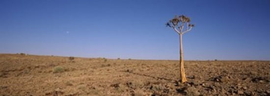 Lone Quiver tree (Aloe dichotoma) in a field Fish River Canyon Namibia Canvas Art - Panoramic Images (36 x 13)