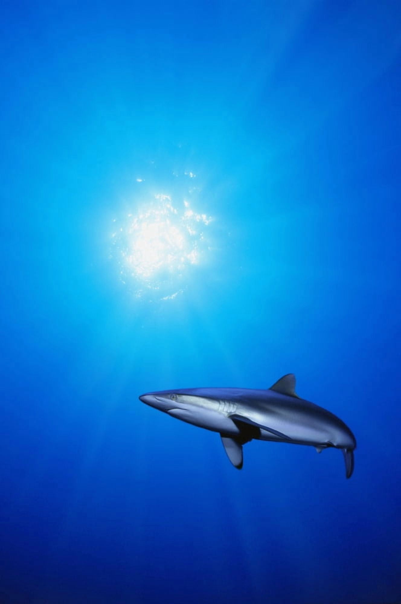 Lone Shark Illuminated By Underwater Sunlight Canvas Art - Carson Ganci Design Pics (22 x 34)