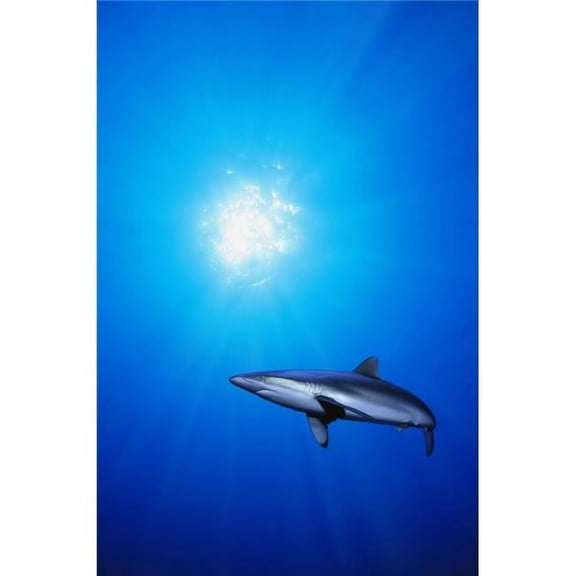 Lone Shark Illuminated by Underwater Sunlight Poster Print - 22 x 34 in. - Large