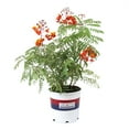 thumbnail image 1 of "Lone Star Growers Barbados Pride (Caesalpinia Pulcherrima),18"" - 24"", 1 of 9
