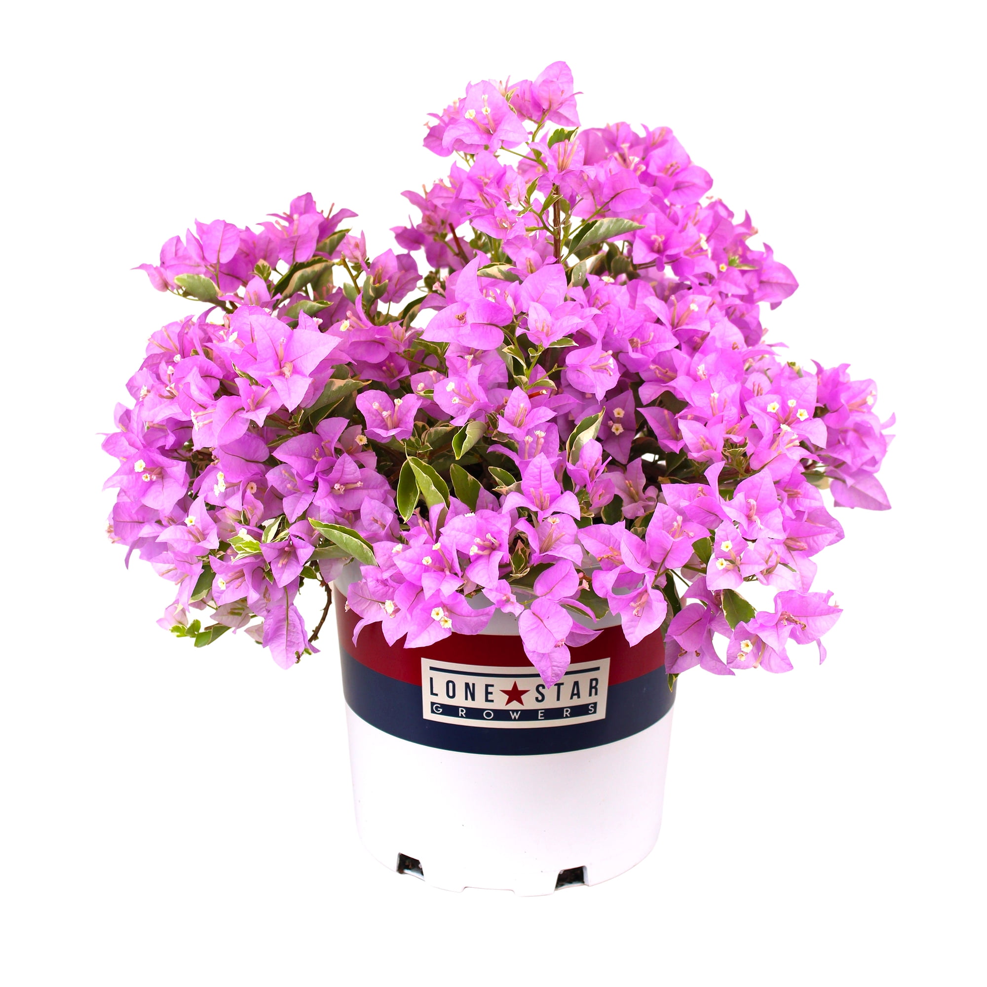 Lone Star Growers Bougainvillea Blueberry Ice, Outdoor Garden Live Plant, 8 qt Pot, Full Sun