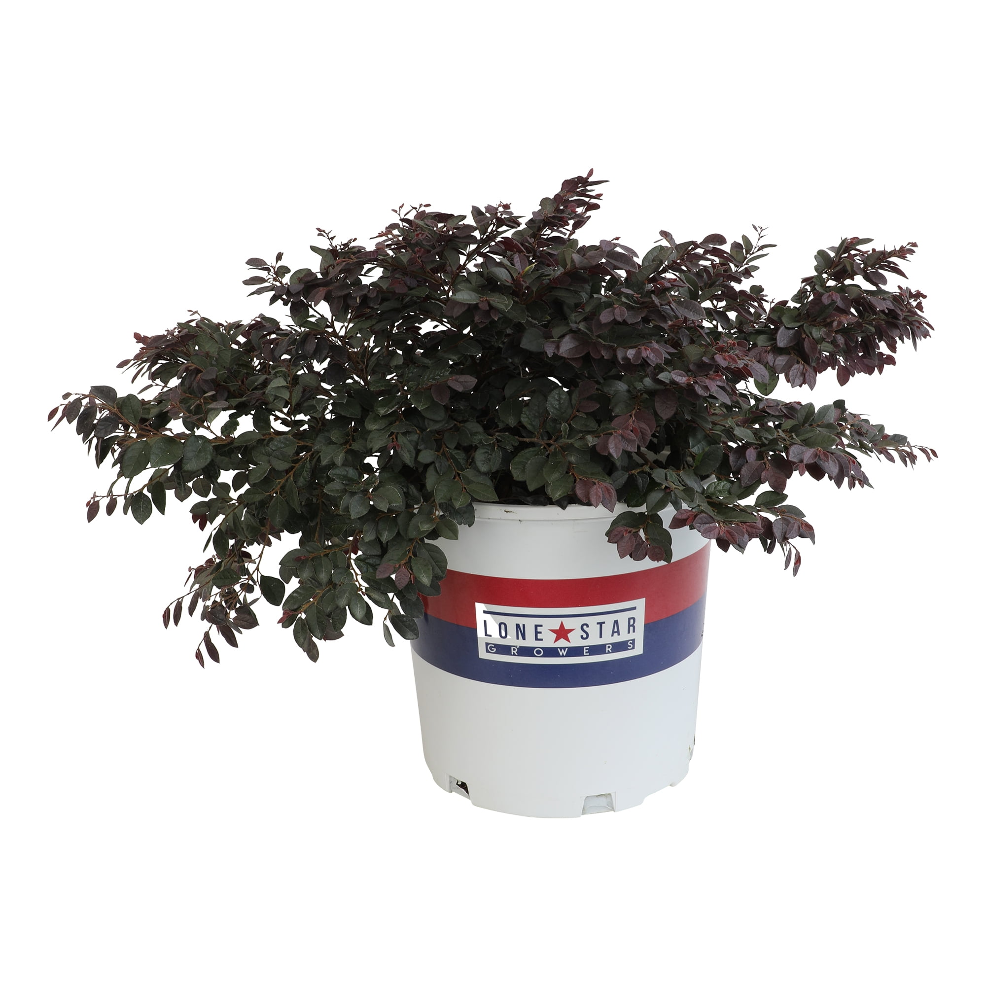 Lone Star Growers Cerise Charm Loropetalum, Outdoor Perennial Live Plant, 8 Qt Pot, Full to Part Sun