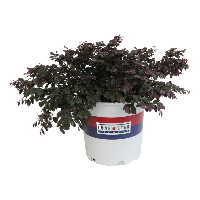 Lone Star Growers Cerise Charm Loropetalum, Outdoor Perennial Live
