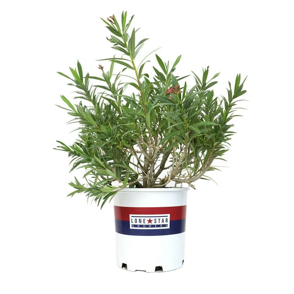 Lone Star Growers Nerium Flirt Dark Pink Oleander, Drought Tolerant Live Plant, 8 qt Pot, Full Sun