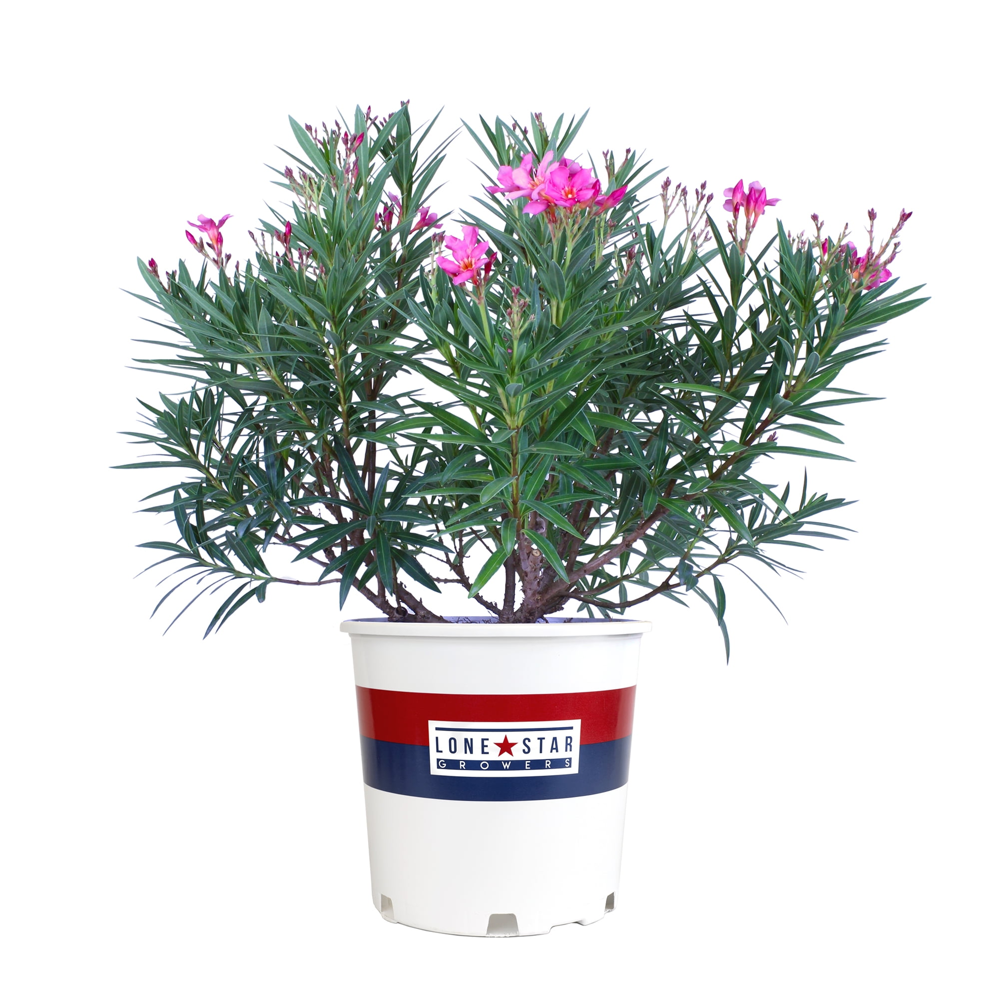 Lone Star Growers Nerium Oleander Flirt, Drought Tolerant, Live Shrubs & Plants, 2 gal Pot, Full Sun