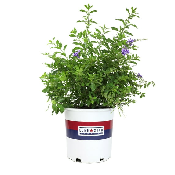 "Lone Star Growers Outdoor Live Plant Duranta Erecta Sweet Memories 18""-24"" tall