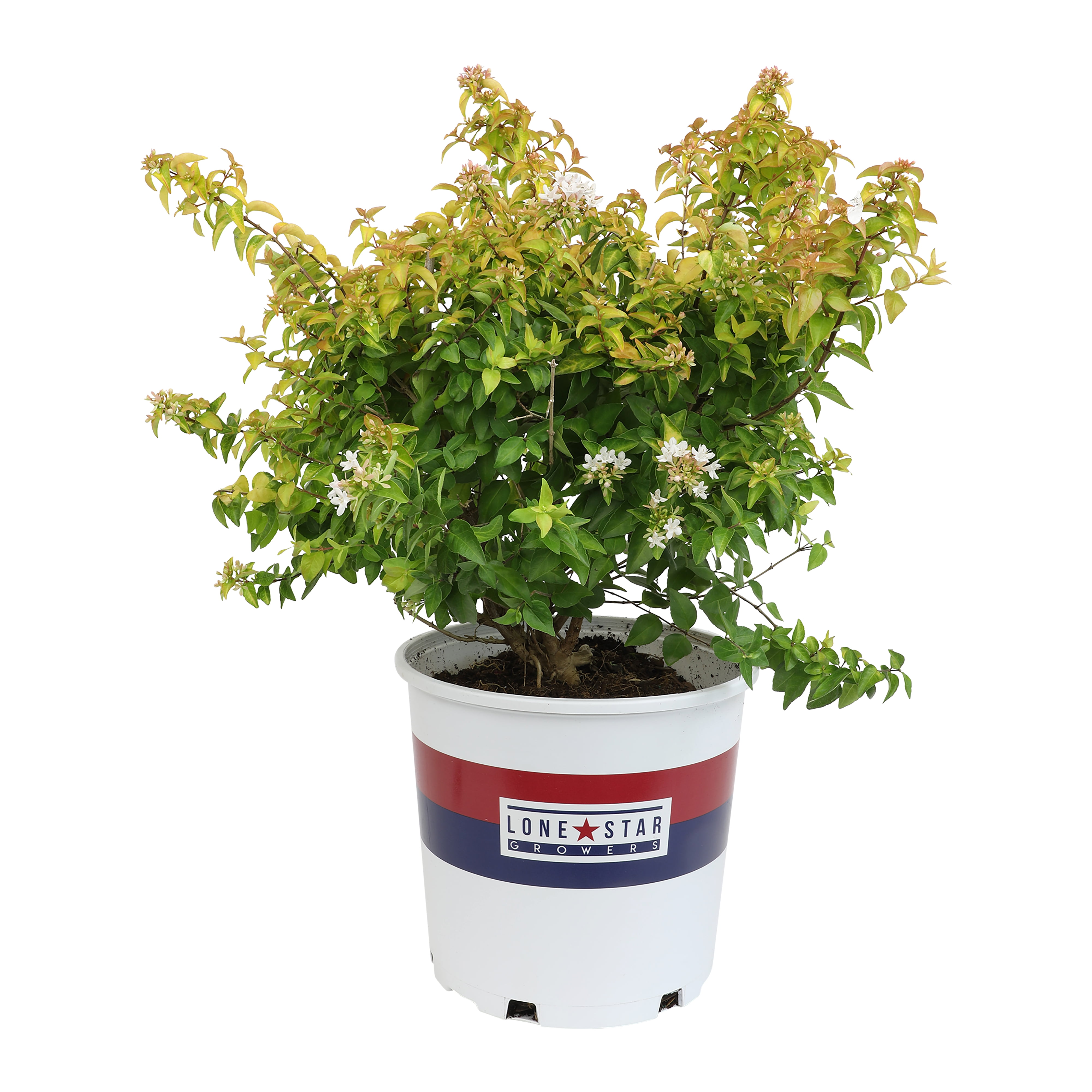 Lone Star Growers Peach Perfection Abelia, Flowering Outdoor Plants & Shrubs, 2 Gal. Pot