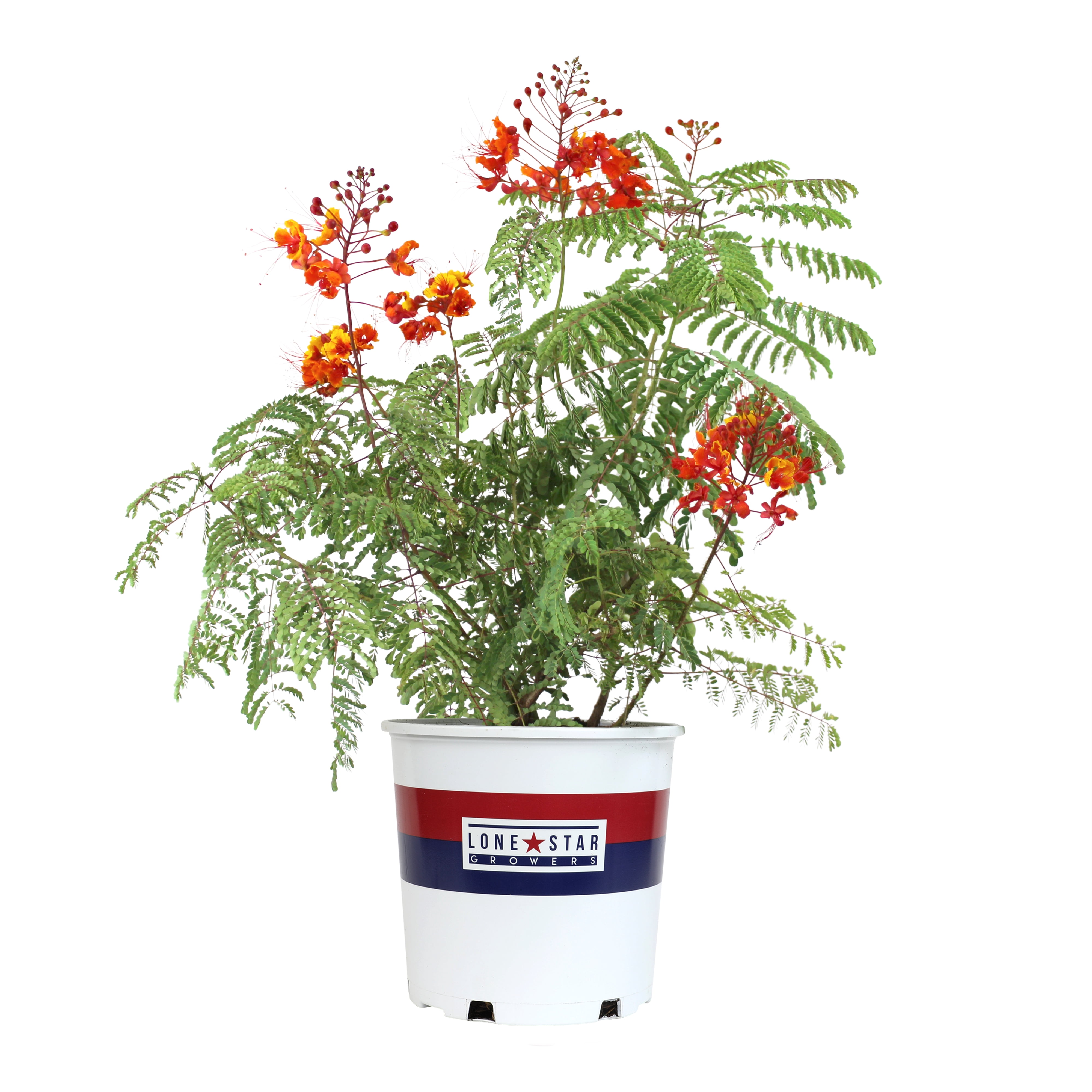 Lone Star Growers Pride of Barbados (Caesalpinia Pulcherrim), Outdoor Live Plant, 8 qt Pot, Full Sun