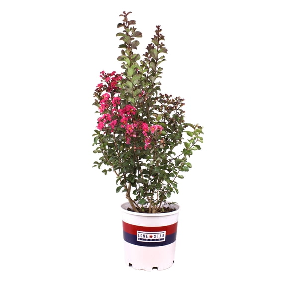 Lone Star Growers Red Crape Myrtle 'Double Dynamite', Live Plant & Outdoor Shrub, 2 Gal. Pot