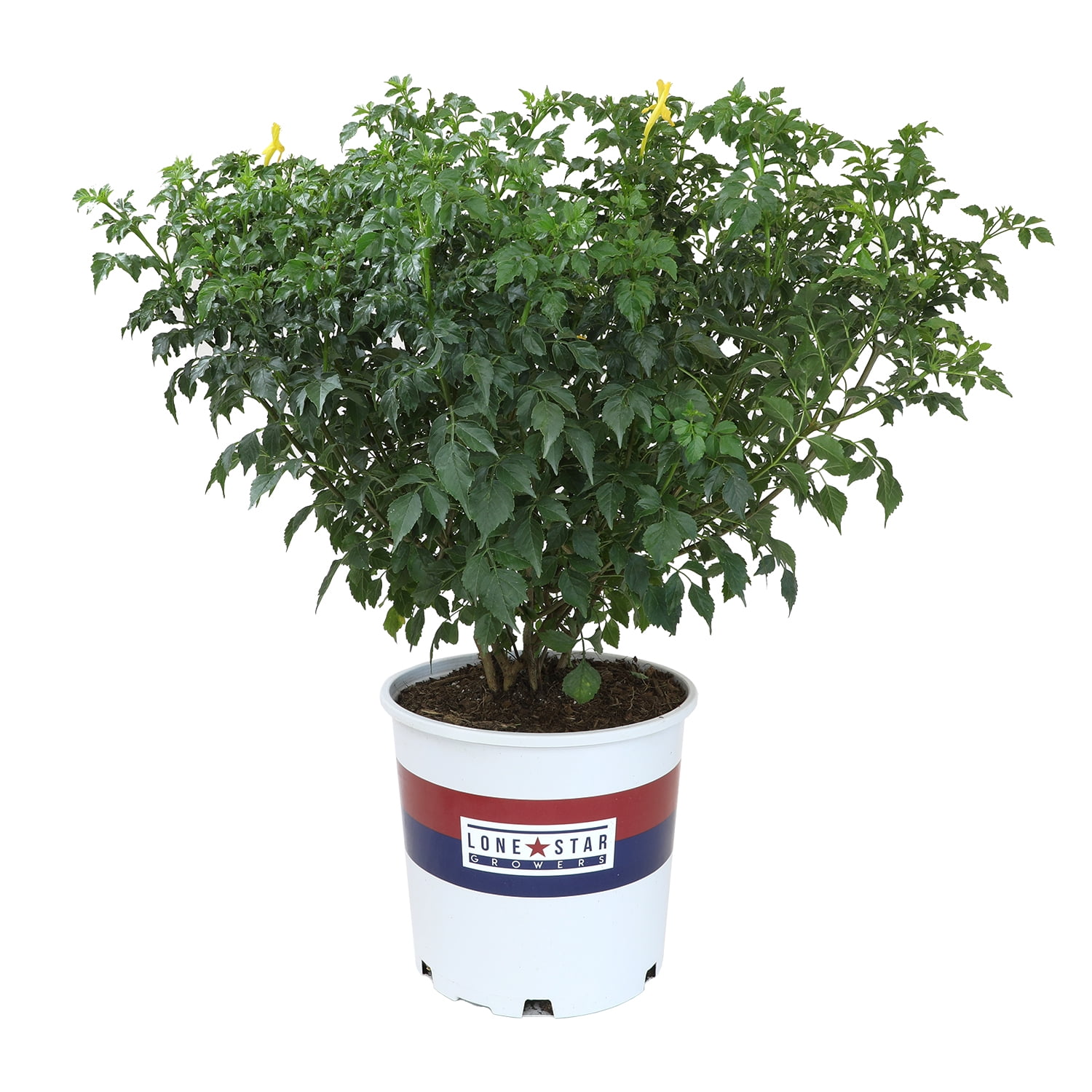 Lone Star Growers Riot Red Tecomaria, Live Evergreen Shrub Vine ...