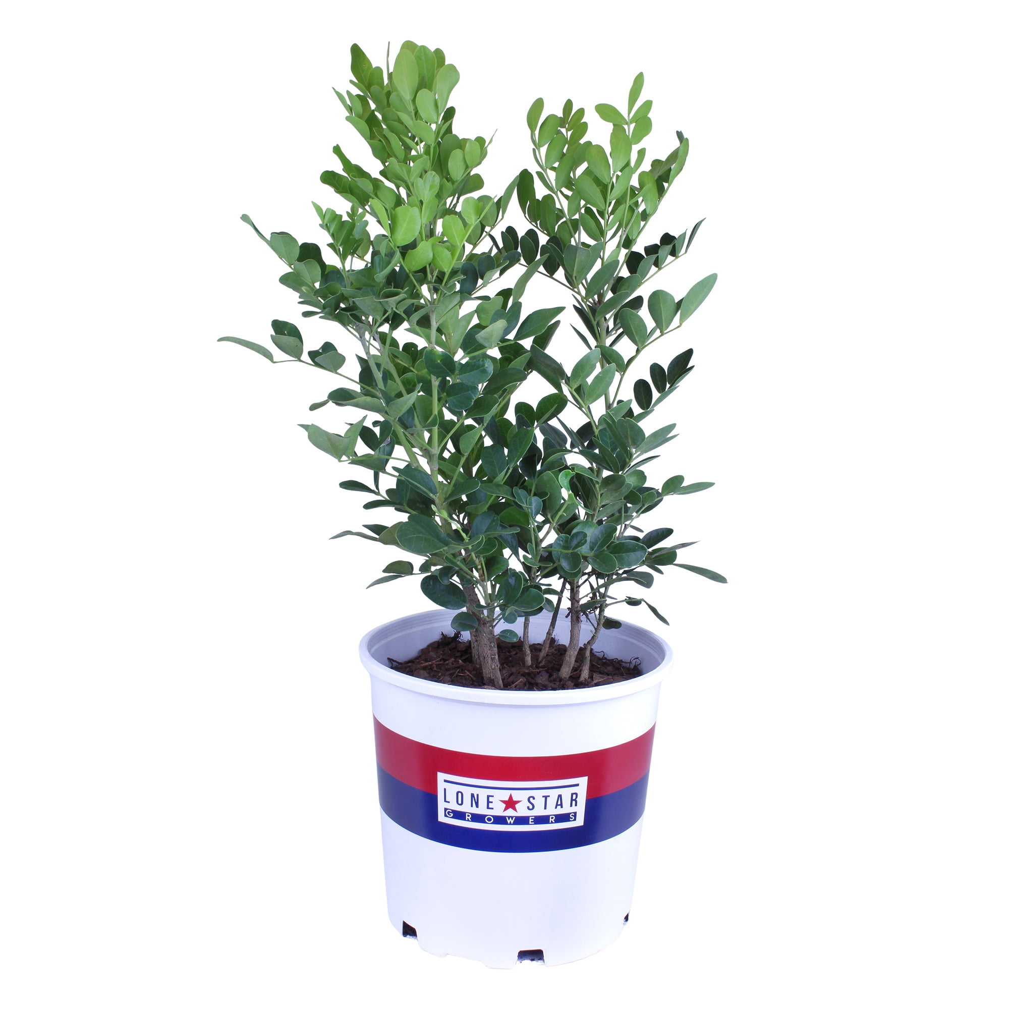 Lone Star Growers Texas Mountain Laurel (Sophora), Outdoor Plants & Evergreen Shrubs, 2 Gal. Pot