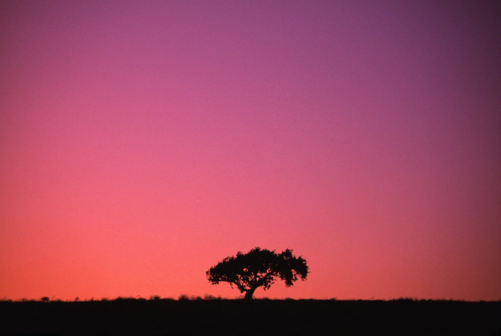 Lone Tree Backlit By Afterglow Canvas Art - Natural Selection Chris Pinchbeck Design Pics (18 x 12)