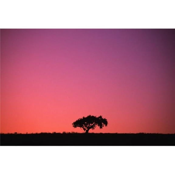 Lone Tree Backlit by Afterglow Poster Print by Natural Selection Chris Pinchbeck - 18 x 12