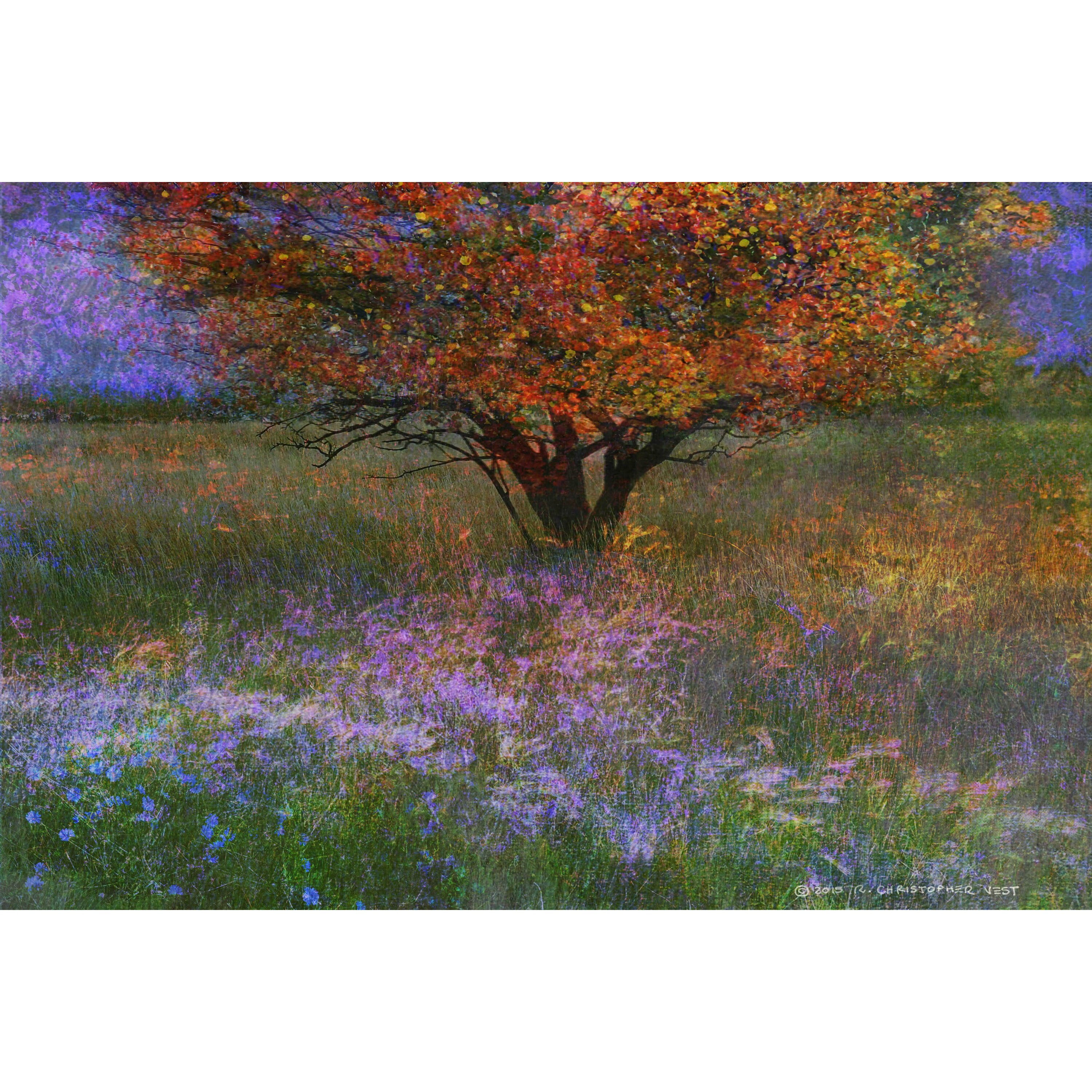 Lone Tree Flowered Meadow Landscape Canvas Art Print