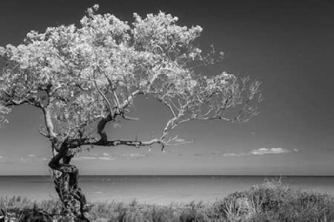 Lone Tree I Canvas Art - Kathy Mahan (12 x 18)