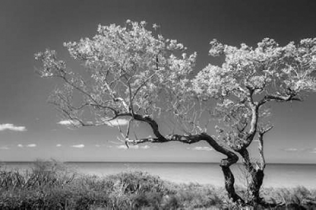 Lone Tree II Canvas Art - Kathy Mahan (12 x 18)