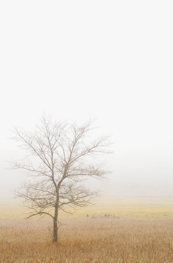 Lone Tree In A Wheat Field Canvas Art - Chris and Kate Knorr Design Pics (24 x 36)