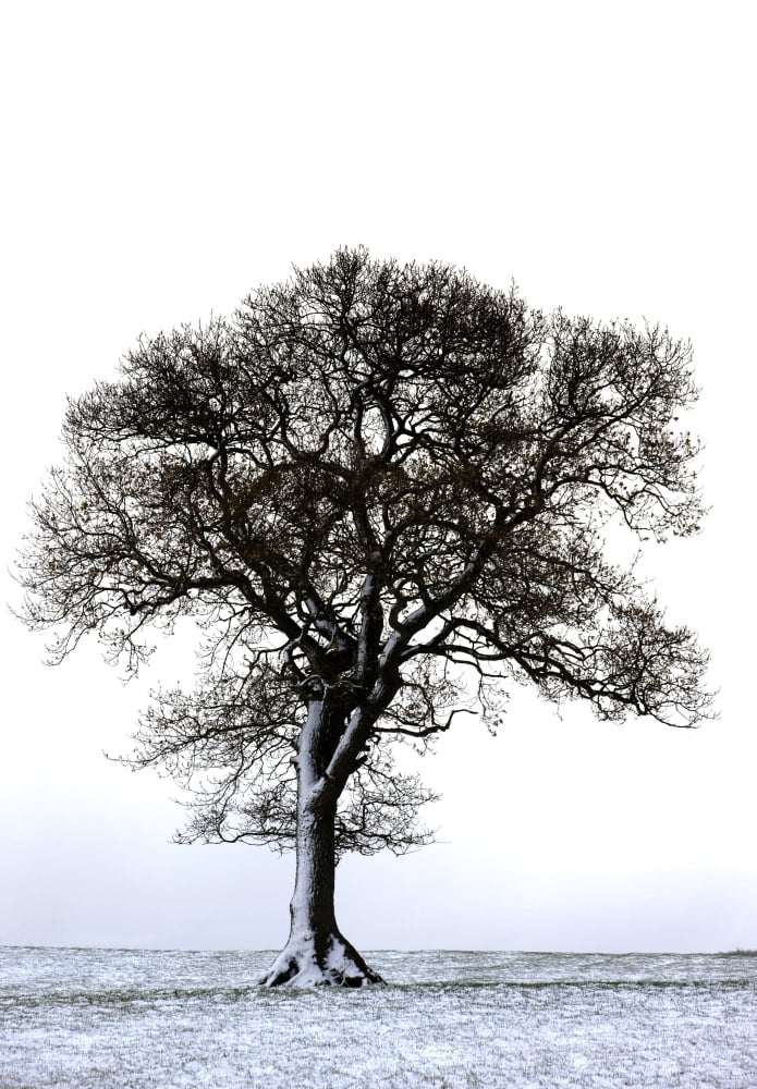 Lone Tree In Field Canvas Art - John Short Design Pics (12 x 17)