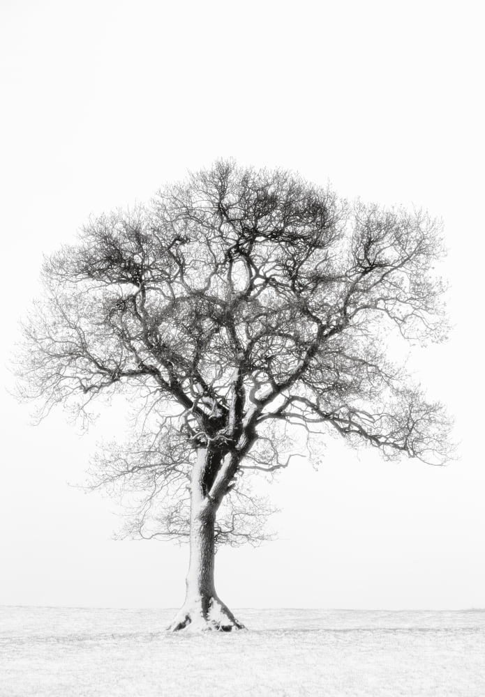 Lone Tree In Field Canvas Art - John Short Design Pics (24 x 34)