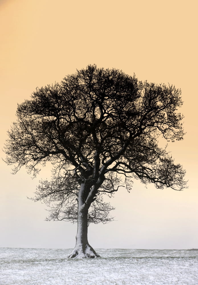 Lone Tree In Field Canvas Art - John Short Design Pics (24 x 34)
