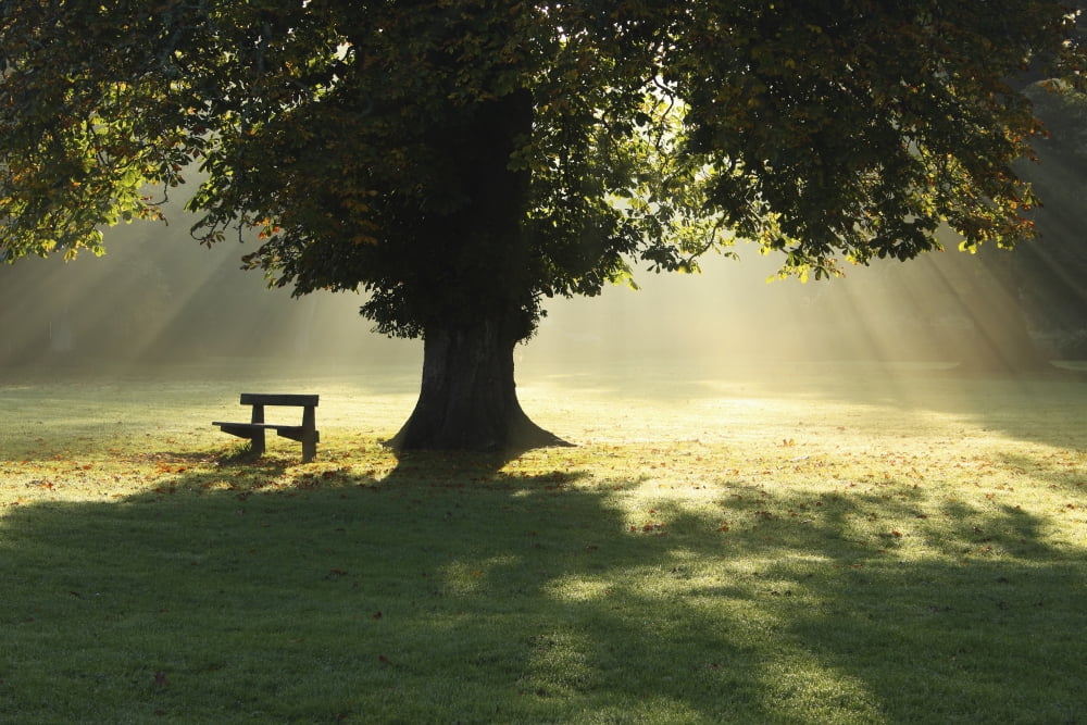 Lone Tree In Mist And Sunlight Cahir County Tipperary Ireland Canvas Art - Trish Punch Design Pics (38 x 24)