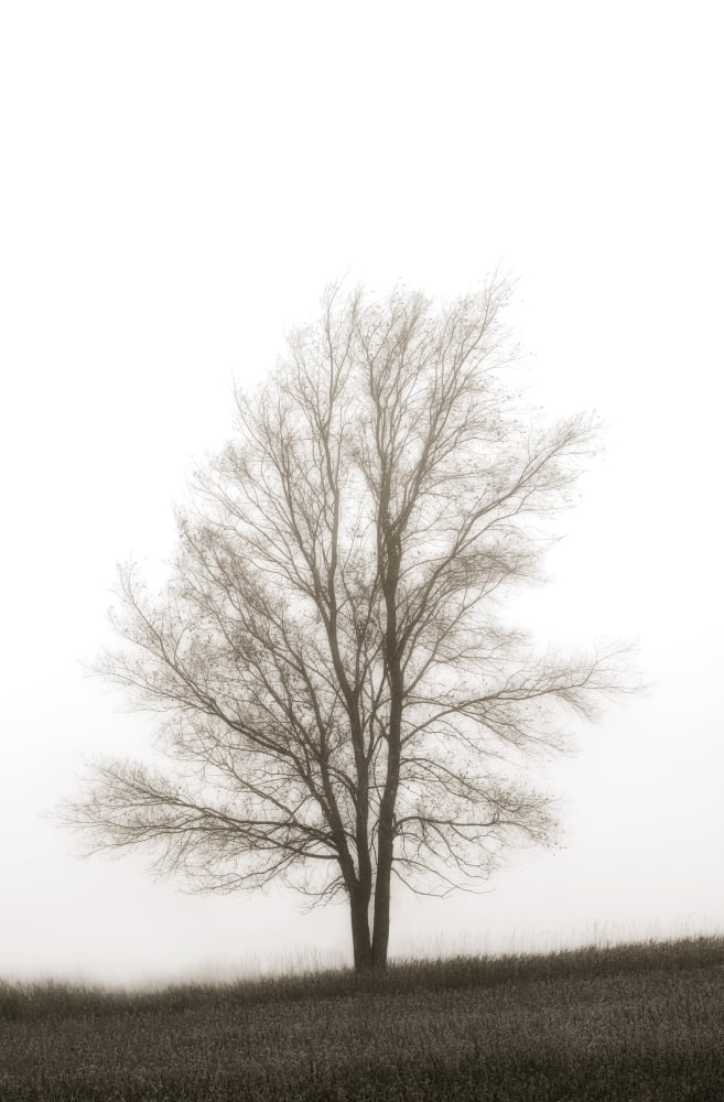 Lone Tree In The Mist Canvas Art - Chris and Kate Knorr Design Pics (12 x 18)