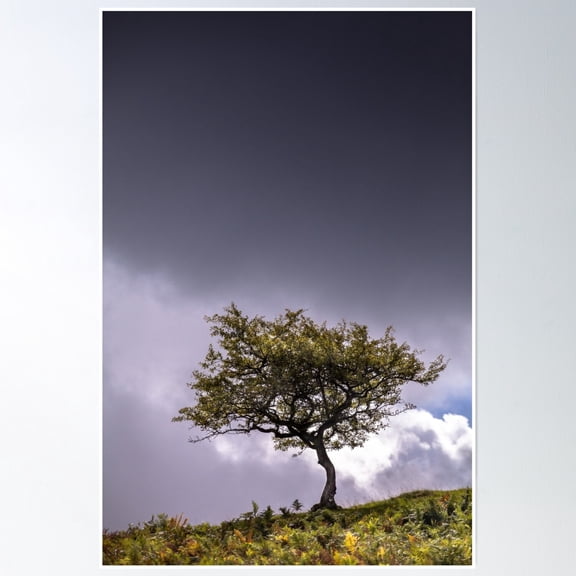 Lone Tree Poster Wall Art, Modern Wall Decor, 16x24 UNFRAMED