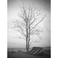thumbnail image 1 of Lone Tree Silhouette Greyscale Photo Extra Large XL Wall Art Poster Print, 1 of 3