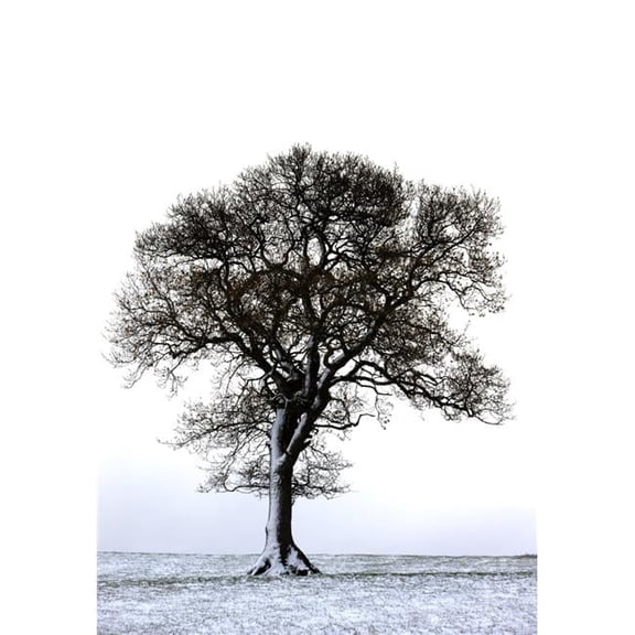 Lone Tree in Field Poster Print - 12 x 17