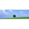 thumbnail image 1 of Lone Tree on Hilltop Salzkammergut Austria Poster Print (18 x 6), 1 of 1