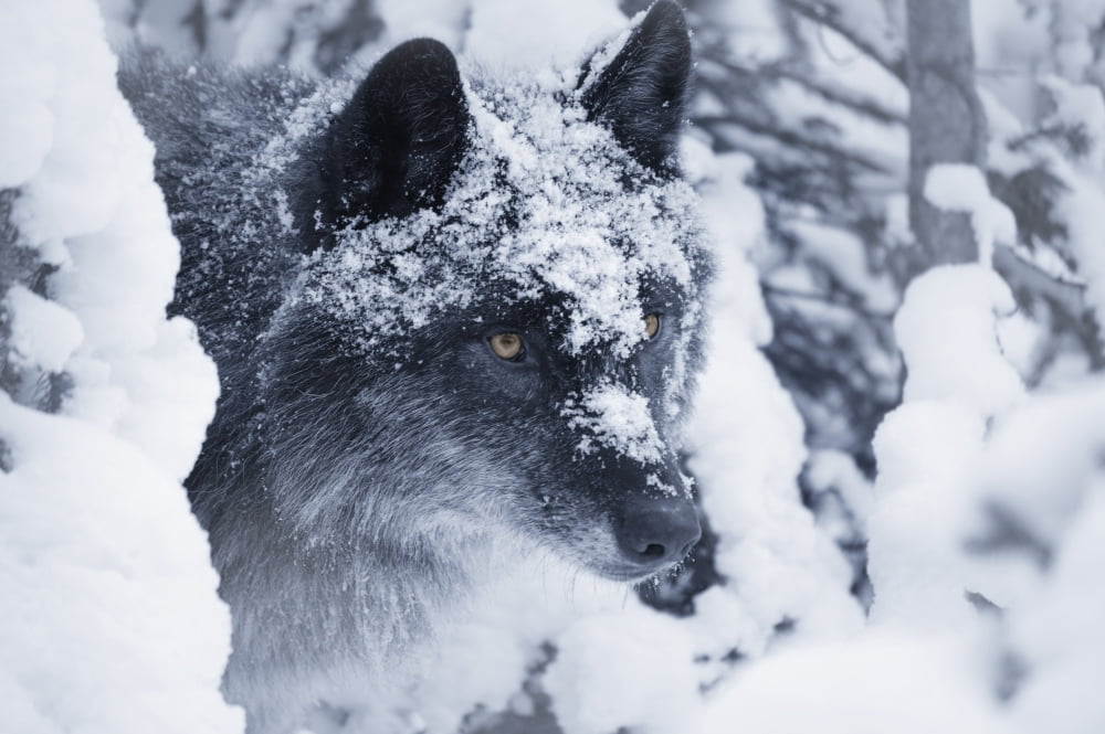 Lone Wolf In Snow Canvas Art - Don Hammond Design Pics (17 x 11)