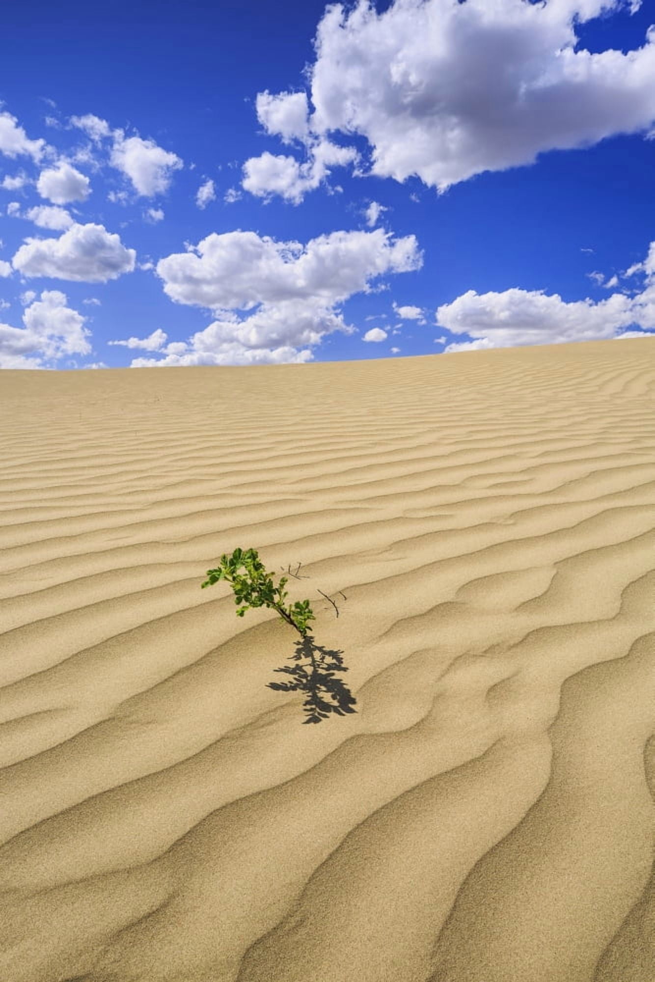 Lone plant in the Great Sandhills near Sceptre Saskatchewan Canada Canvas Art - Ken Gillespie Design Pics (12 x 19)