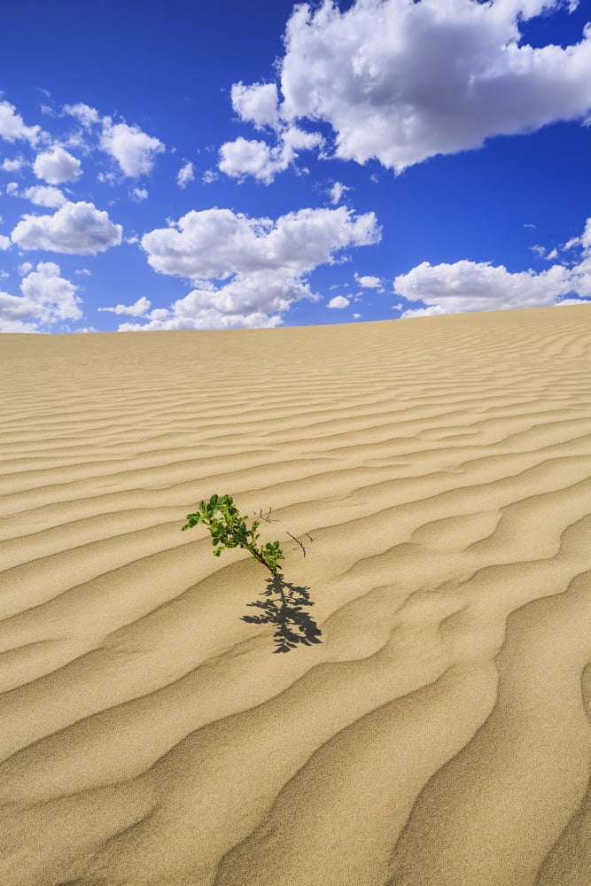 Lone plant in the Great Sandhills near Sceptre Saskatchewan Canada Canvas Art - Ken Gillespie Design Pics (24 x 38)