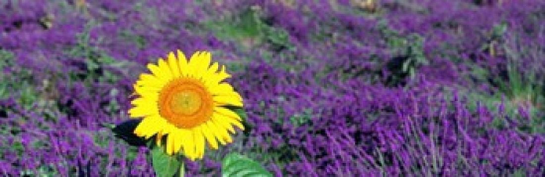 Lone sunflower in Lavender Field France Canvas Art - Panoramic Images (18 x 6)