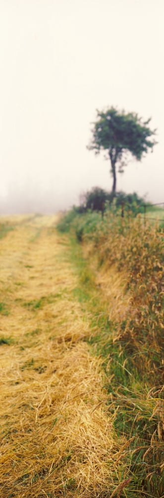 Lone tree in a field Whidbey Island Island County Washington State USA Canvas Art - Panoramic Images (36 x 12)