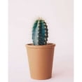 thumbnail image 1 of Lonely Cactus Poster Print by Cynthia Alvarez   CCRC056A, 1 of 2