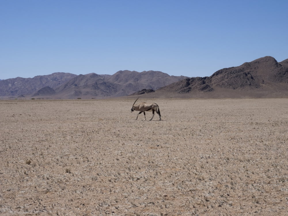 Lonely Oryx walking in a desert Namib-Naukluft National Park Hardap Namibia Canvas Art - Panoramic Images (12 x 16)