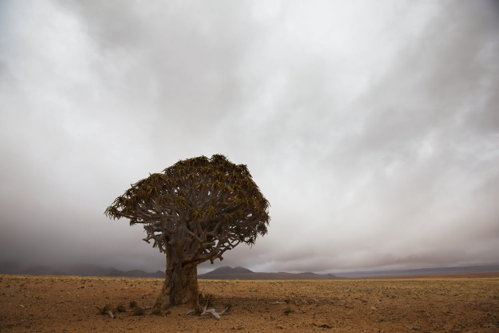 Lonely Quiver Tree In Cloudy Desert Namibia Canvas Art - Lars Froelich Design Pics (38 x 24)