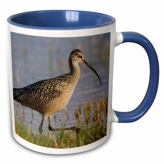 3drose, Long-billed Curlew Foraging, 11oz Two-tone Blue Mug
