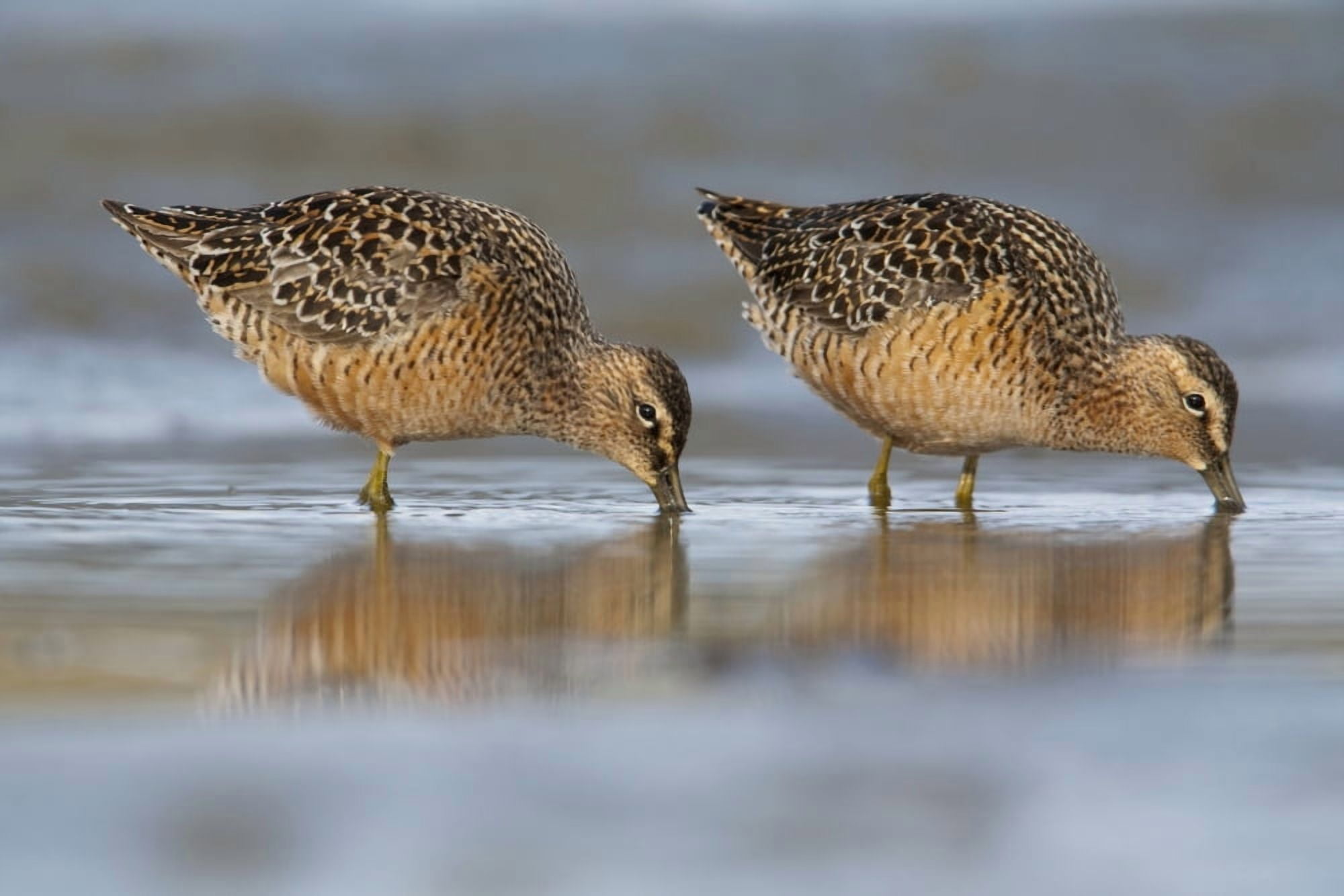 Long-Billed Dowitcher Feeding On The Mudflats Of The Copper River Delta Southcentral Alaska Spring Canvas Art - Milo Burcham Design Pics (19 x 12)