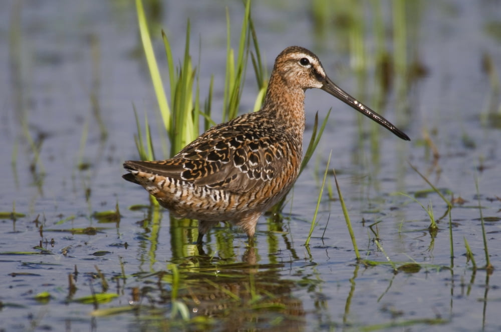 Long-Billed Dowitcher Stands In Marsh At Creamers Field Migratory Waterfowl Refuge Fairbanks Interior Alaska Summer Canvas Art - Kenneth Whitten Design Pics (38 x 24)