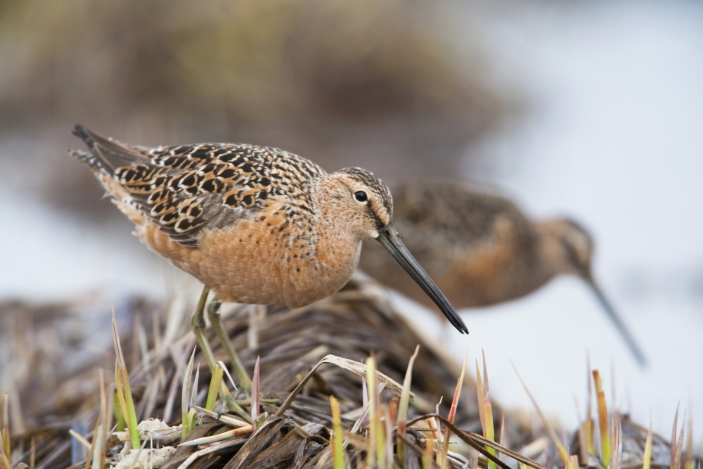 Long-Billed Dowitchers Feeding In Marsh On Copper River Delta Southcentral Alaska Spring Canvas Art - Milo Burcham Design Pics (19 x 12)