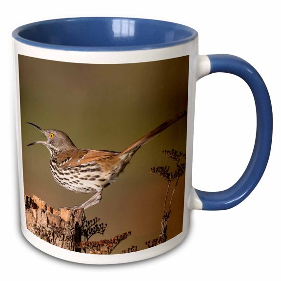 3drose, Long Billed Thrasher, Toxostoma Longirostris, Calling from Perch, 15oz Two-tone Blue Mug