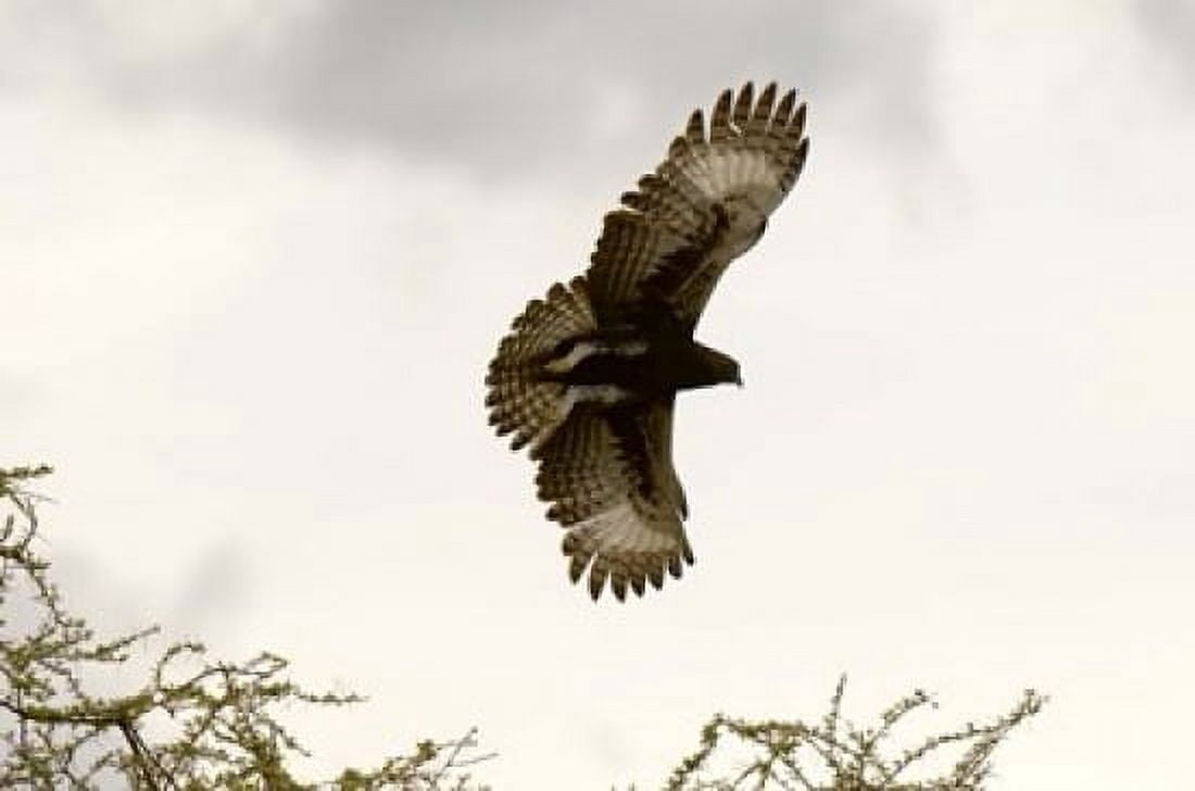 Long Crested Eagle Meru National Park Kenya Canvas Art - Sergio Pitamitz DanitaDelimont (35 x 23)