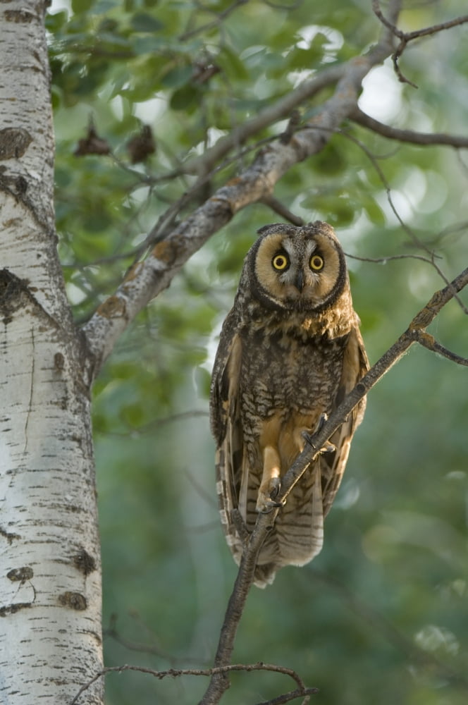 Long-Eared Owl (Asio Flammeus) Saskatchewan Canvas Art - Rebecca Grambo Design Pics (12 x 18)