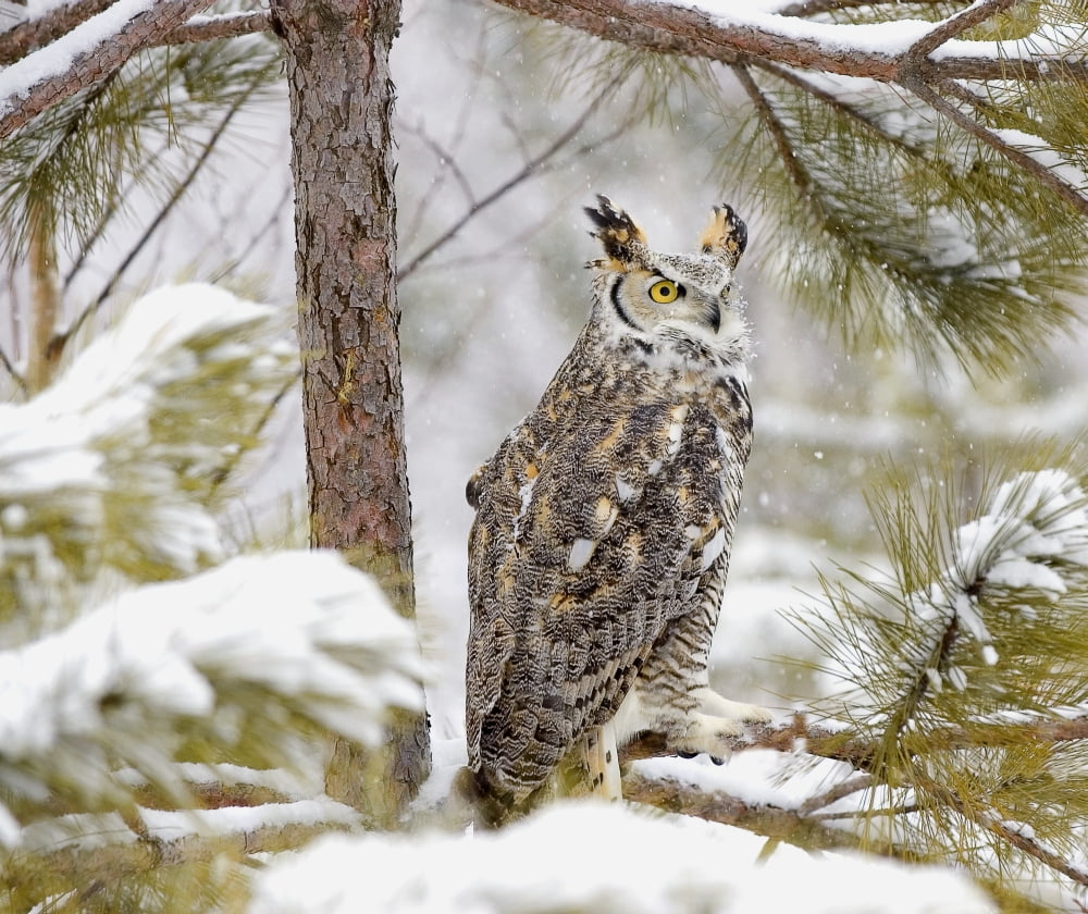 Long Eared Owl Canvas Art - John Pitcher Design Pics (30 x 26)