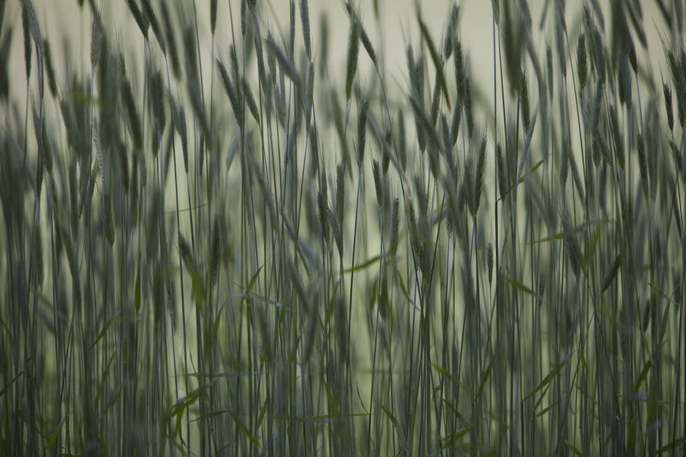 Long Grass In Farm Field Canvas Art - Ron Bouwhuis  Design Pics (36 x 24)