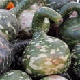 thumbnail image 1 of Long Handle Dipper Gourd Garden Seeds - 2 g Packet ~60 Seeds - Non-GMO, Heirloom Vegetable Gardening Seeds - Lagenaria siceraria, 1 of 3